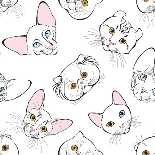 мордочки котиков разных пород на белом